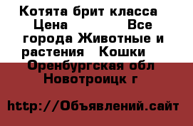 Котята брит класса › Цена ­ 20 000 - Все города Животные и растения » Кошки   . Оренбургская обл.,Новотроицк г.